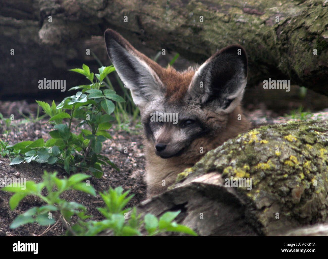 Bat Eared Fox otocyon megalotis Stock Photo - Alamy