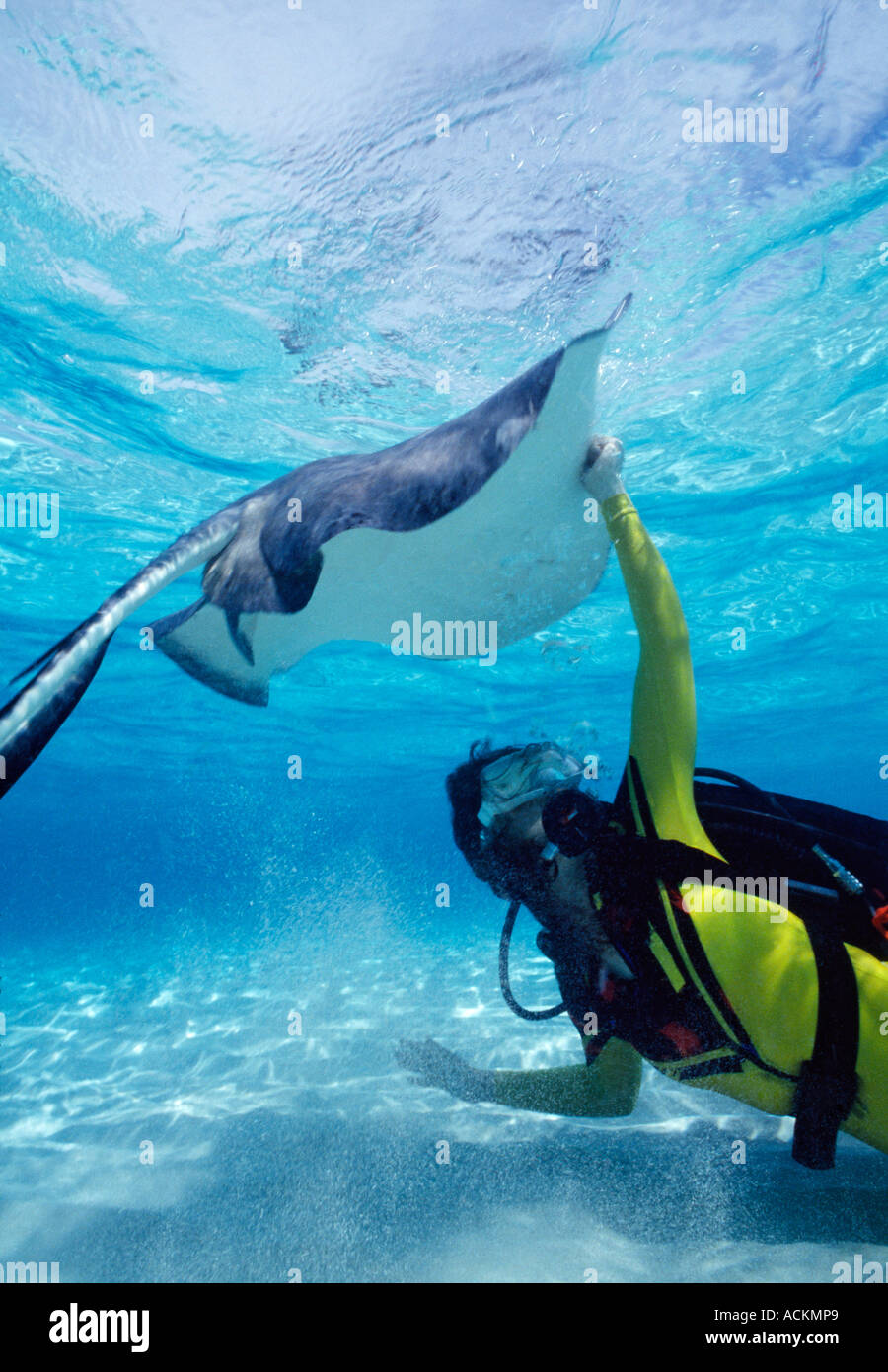 BWI Grand Cayman Cayman Islands underwater Sandbar Stingray woman scuba diver in lime dive suit Stock Photo