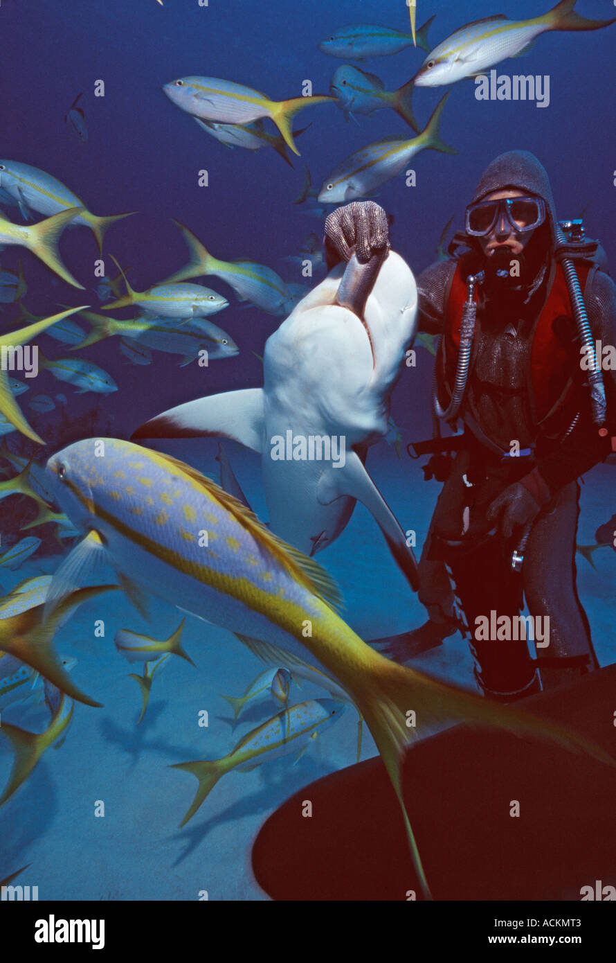 Bahamas Freeport underwater Hydro Lab Shark Dive scuba diver feeding a