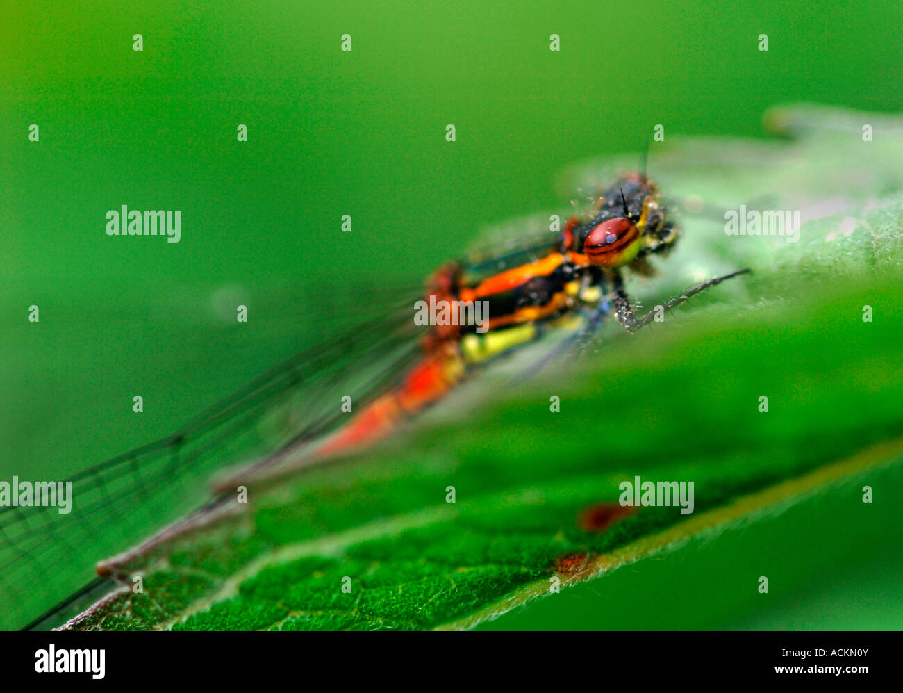 A Portrait Of A Large Red Damselfly.(Pyrrhosoma nymphula). Stock Photo