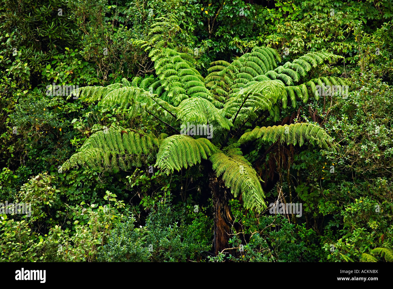 Tree fern in the Ruahine Ranges North Island New Zealand Stock Photo
