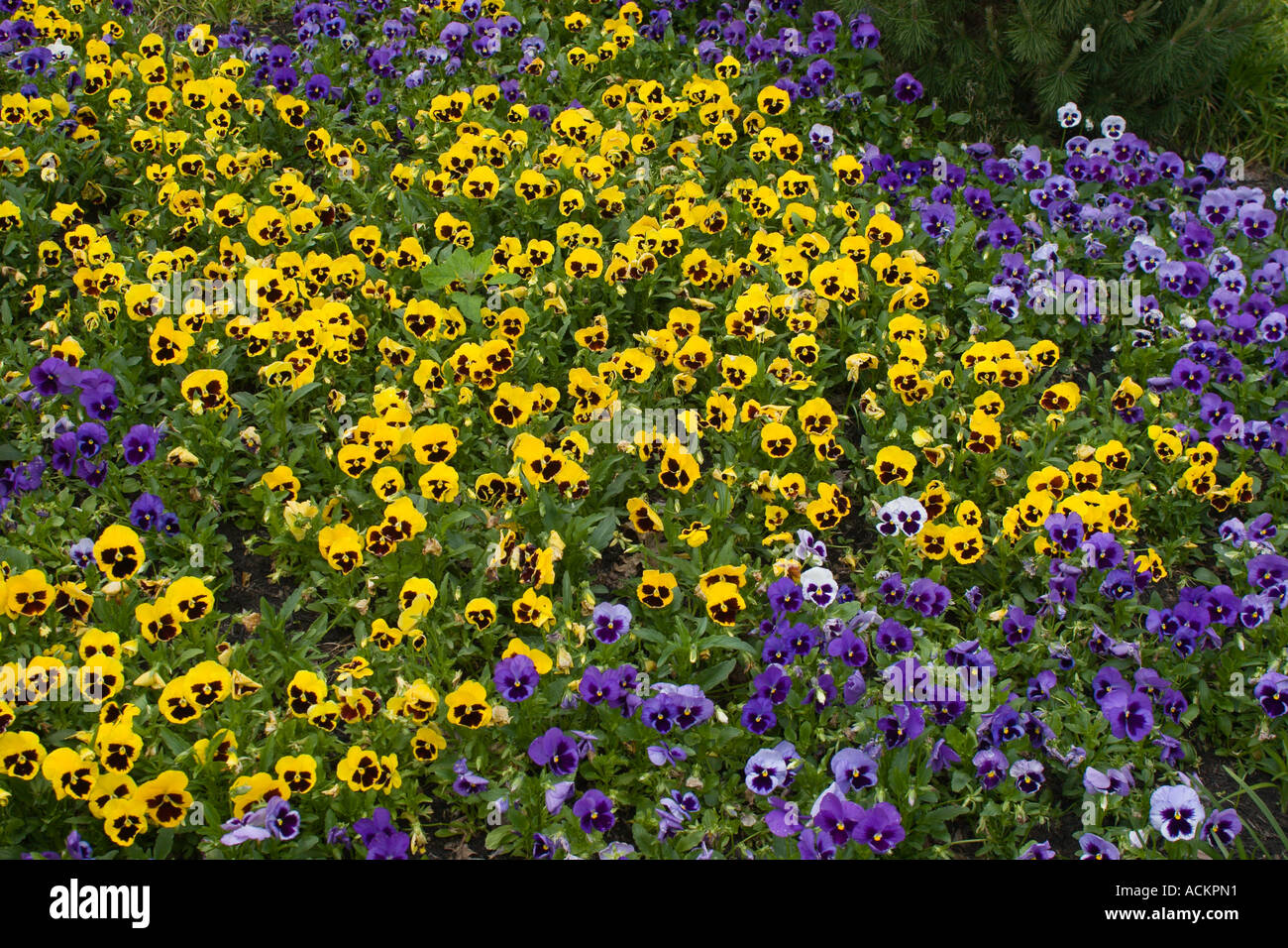 Purple and yellow pansy flowers hires stock photography and images Alamy