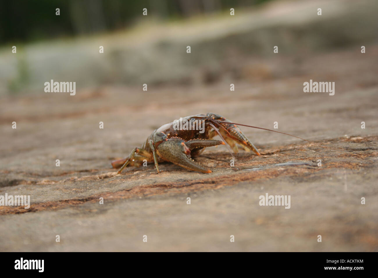 Crawfish Shell On Rocks Crawfish on the rocks Stock Photo - Alamy