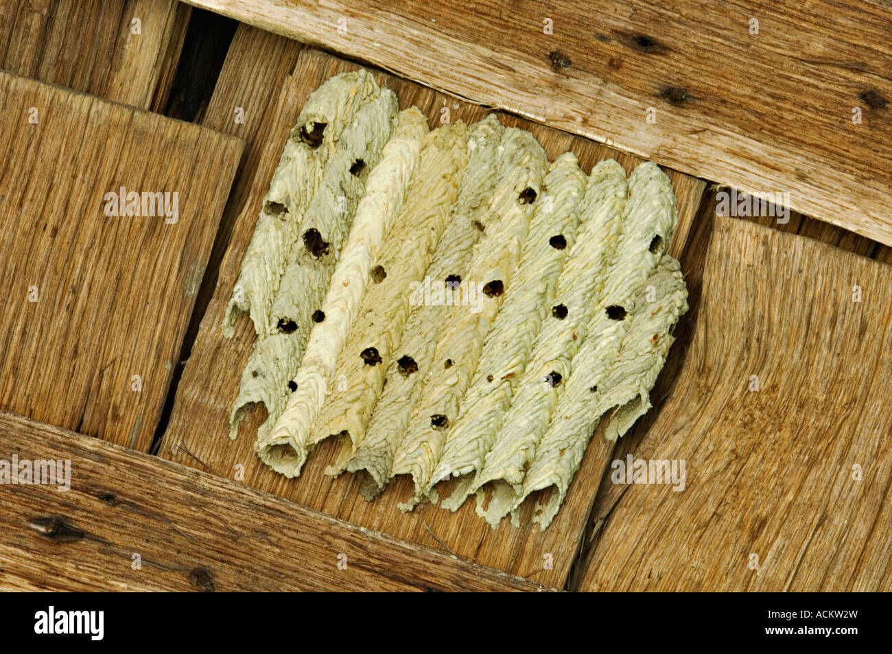 Organ Pipe Mud Dauber Nest on the Underside of Wood Roofing Shingles Cades Cove Great Smoky Mountains National Park Tennessee Stock Photo