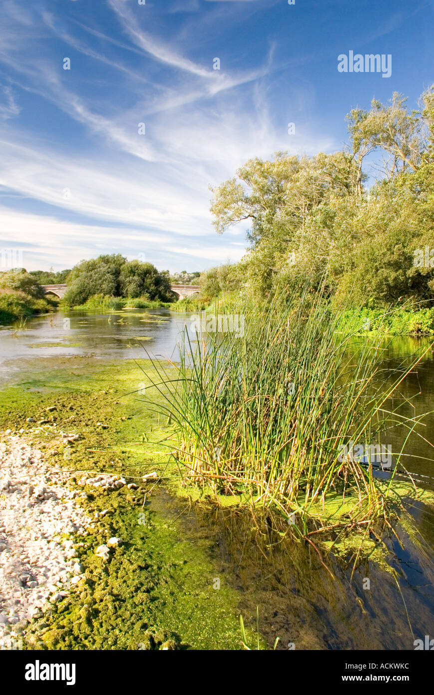 River Stour Portrait Wimborne Dorset, uk Stock Photo