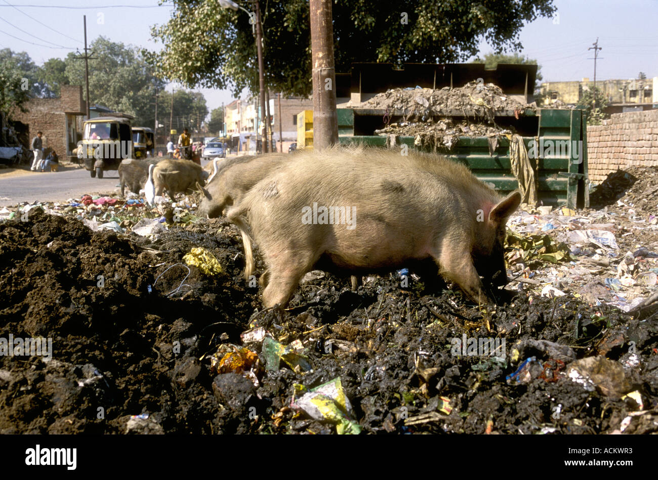 Pigs searching for food amongst the rubbish and litter at the side of a