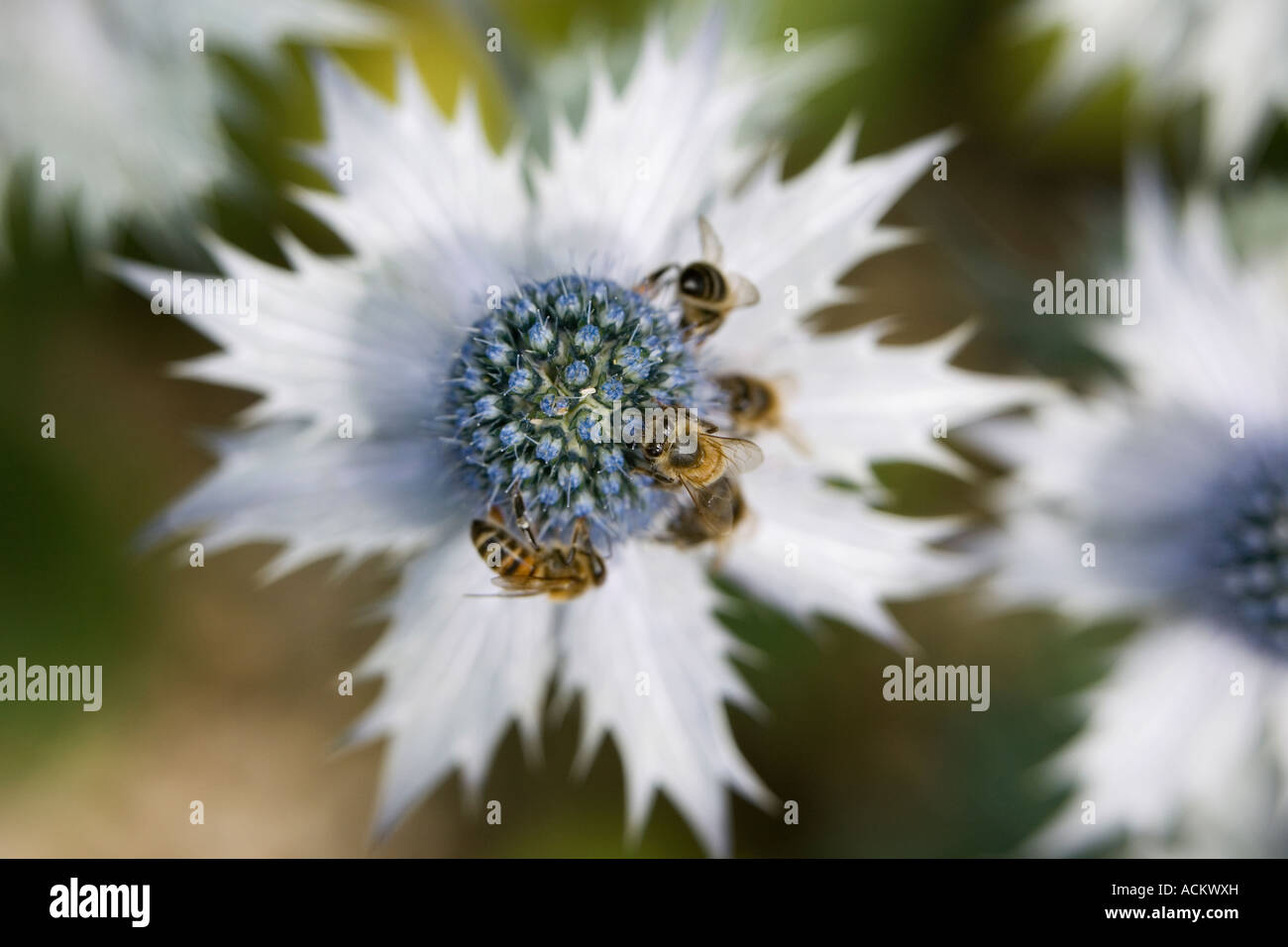 Honey Bees on an Eryngium / Sea holly plant Stock Photo