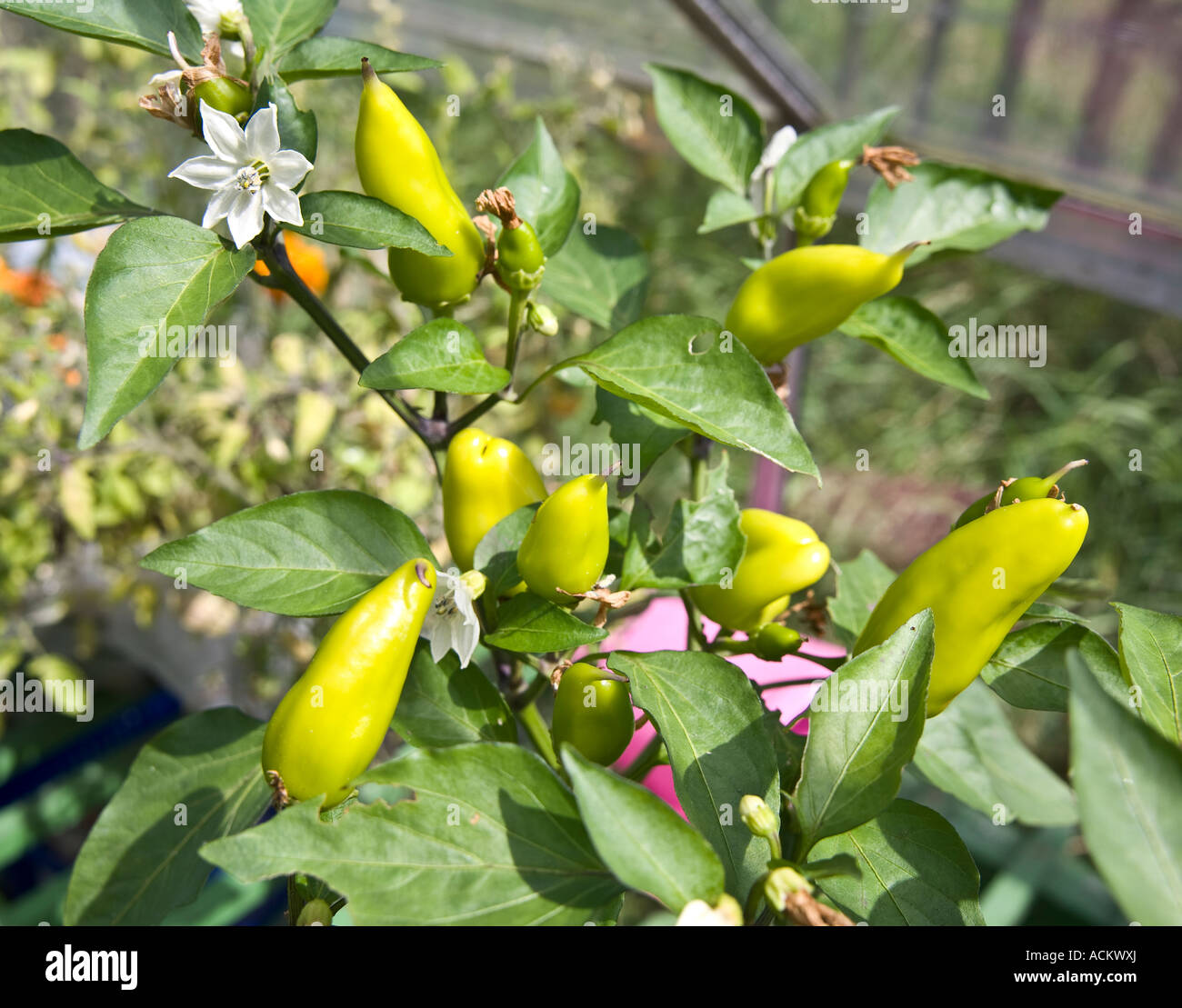 Green summer chillie fruit and white flower in a green house on a UK allotment Stock Photo