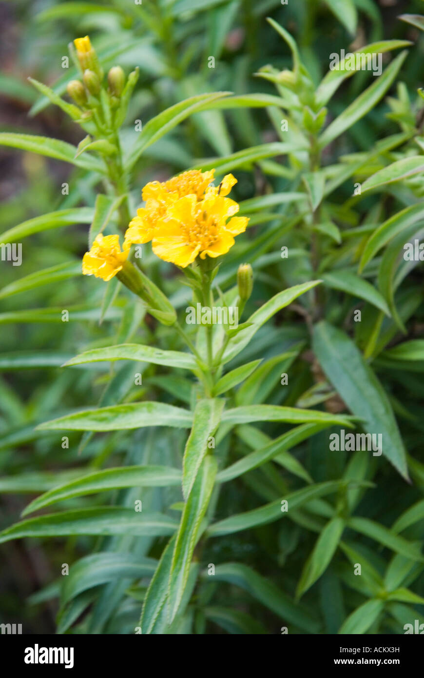 Sweet mace tagetes lucida from Mexico and Guatemala Stock Photo Alamy