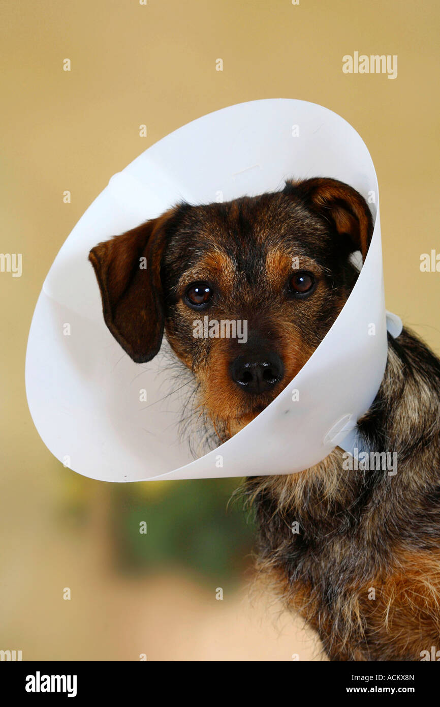 Mixed Breed Dog with protection funnel Stock Photo Alamy