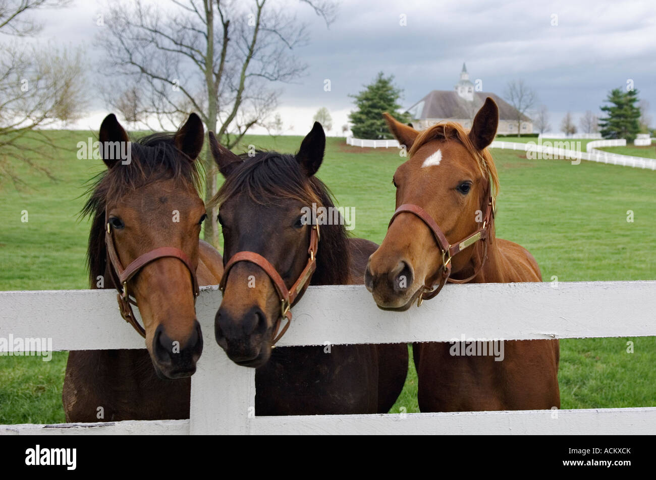 Trio of Curious Thoroughbred Horses in Pasture Donamire Horse Farm Near Lexington, Kentucky Stock Photo