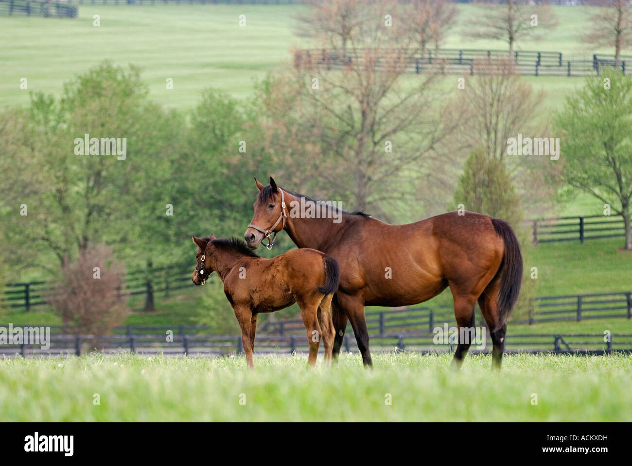 Thoroughbred Mare and Foal in Pasture Near Lexington Kentucky Stock Photo
