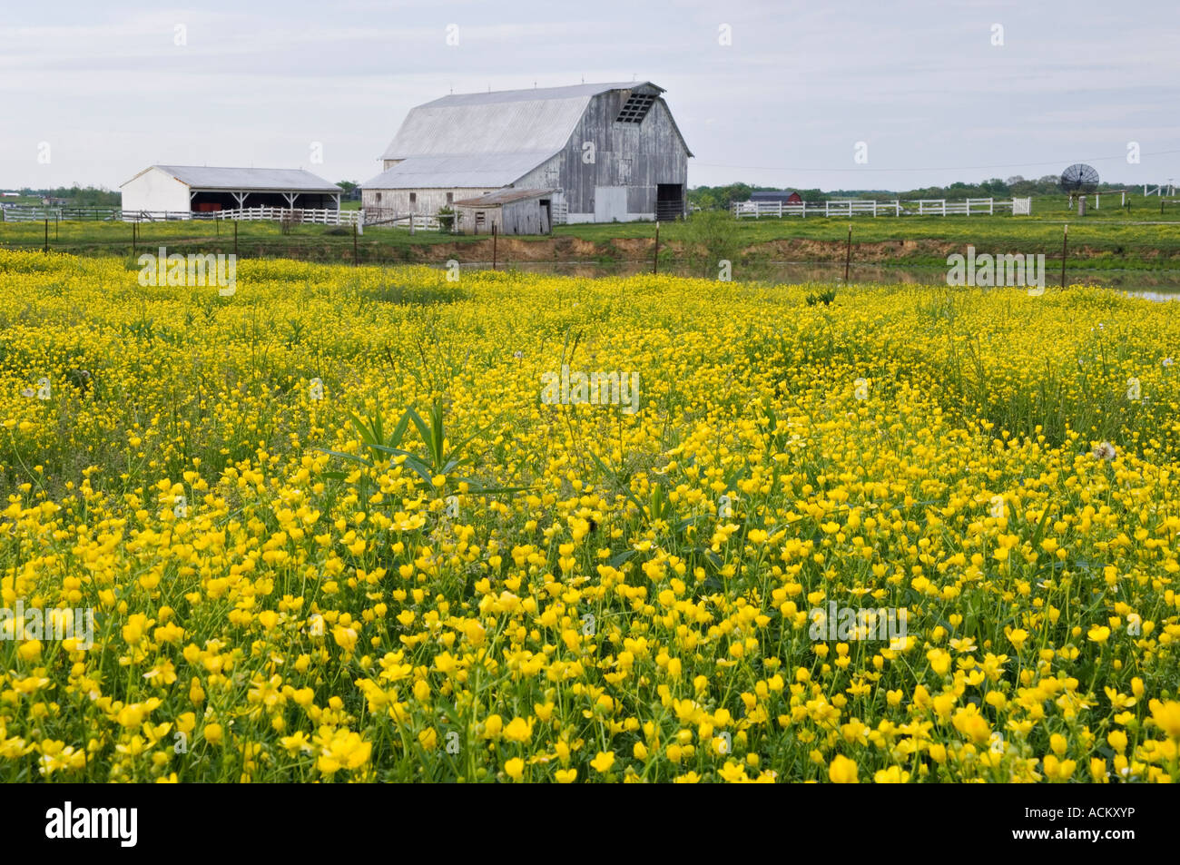 Pasture of Yellow Wildflowers and Old Barn Crawford County Indiana