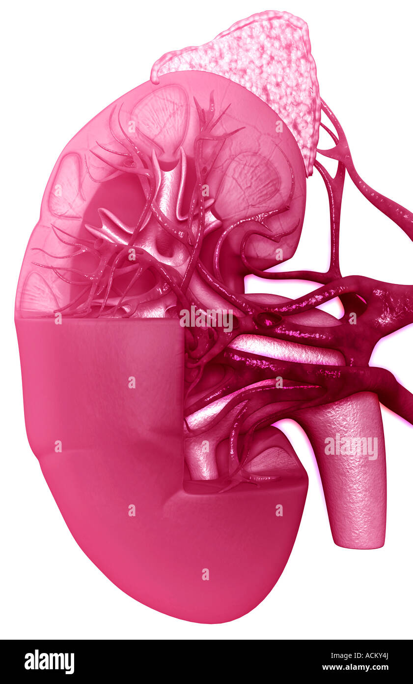 Blood supply of the kidneys Stock Photo Alamy