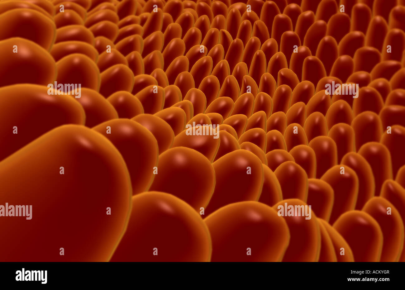 Serial Villi Villi hi-res stock photography and images - Alamy