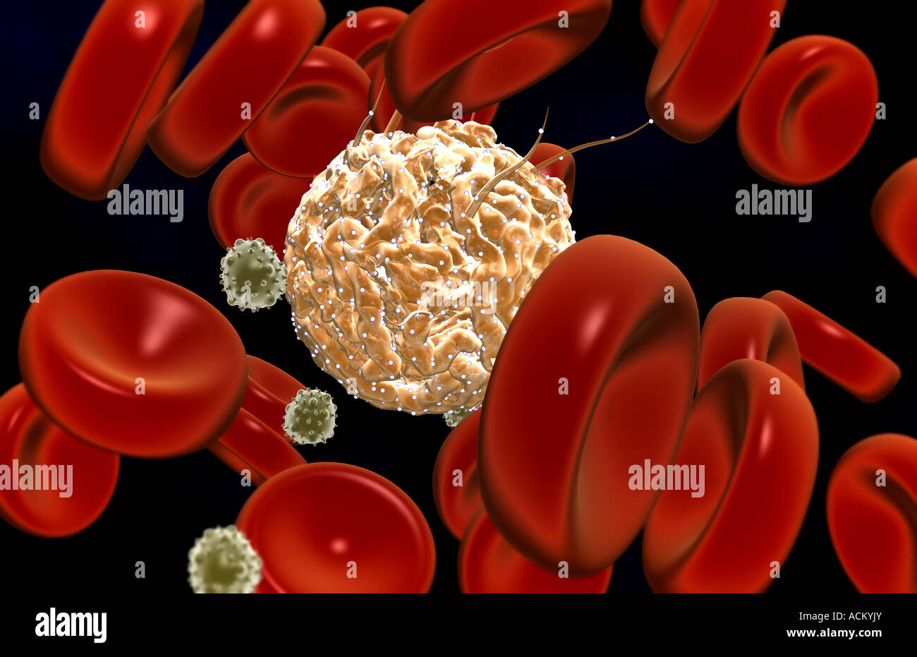 Hematopoietic stem cells hi-res stock photography and images - Alamy