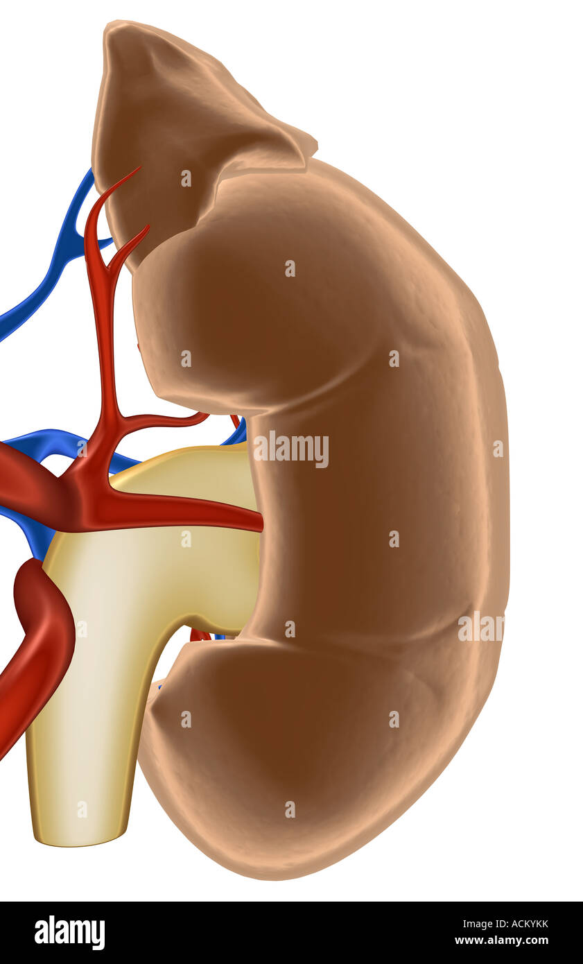 The blood vessels of the kidney Stock Photo Alamy