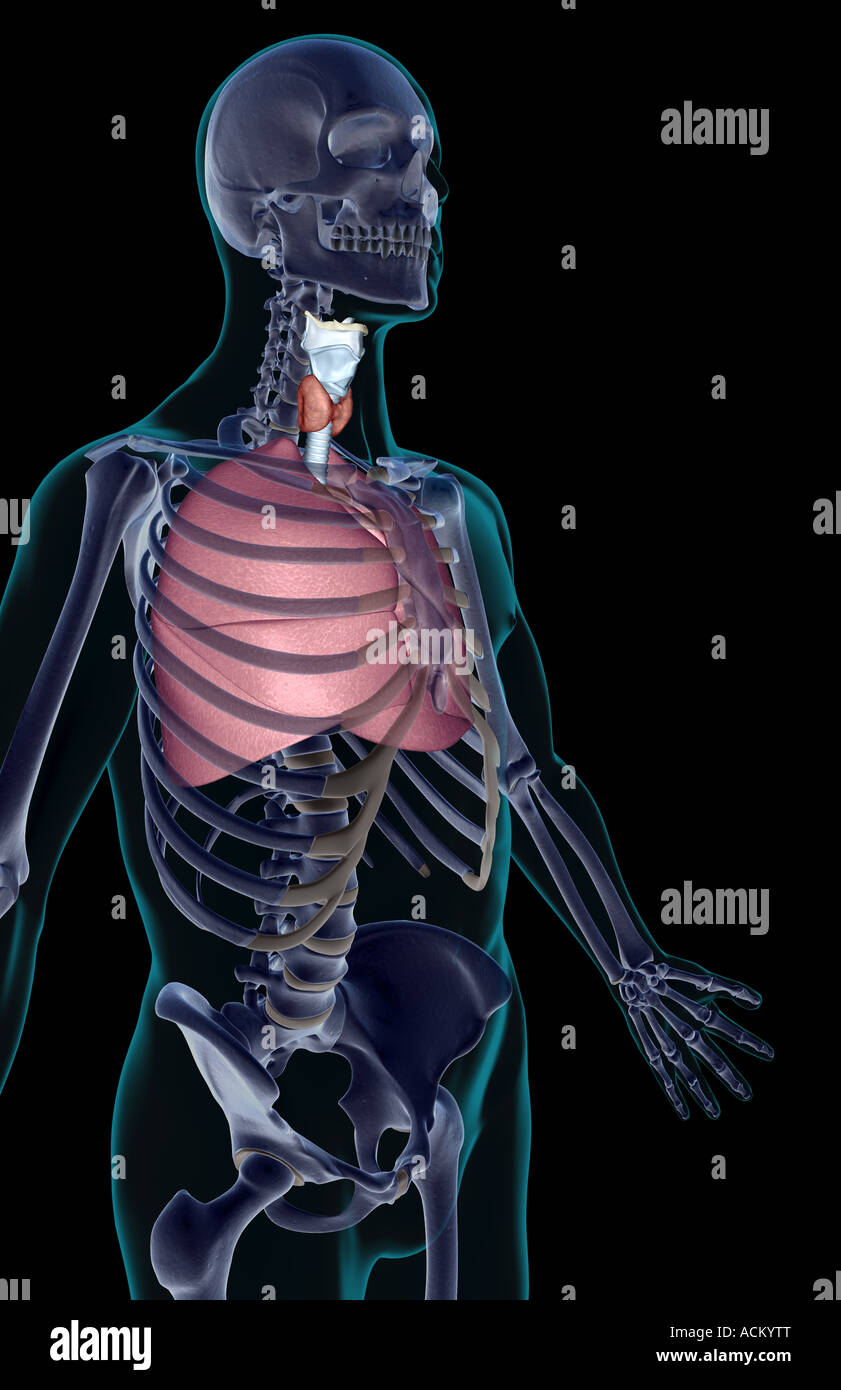 The respiratory system Stock Photo Alamy