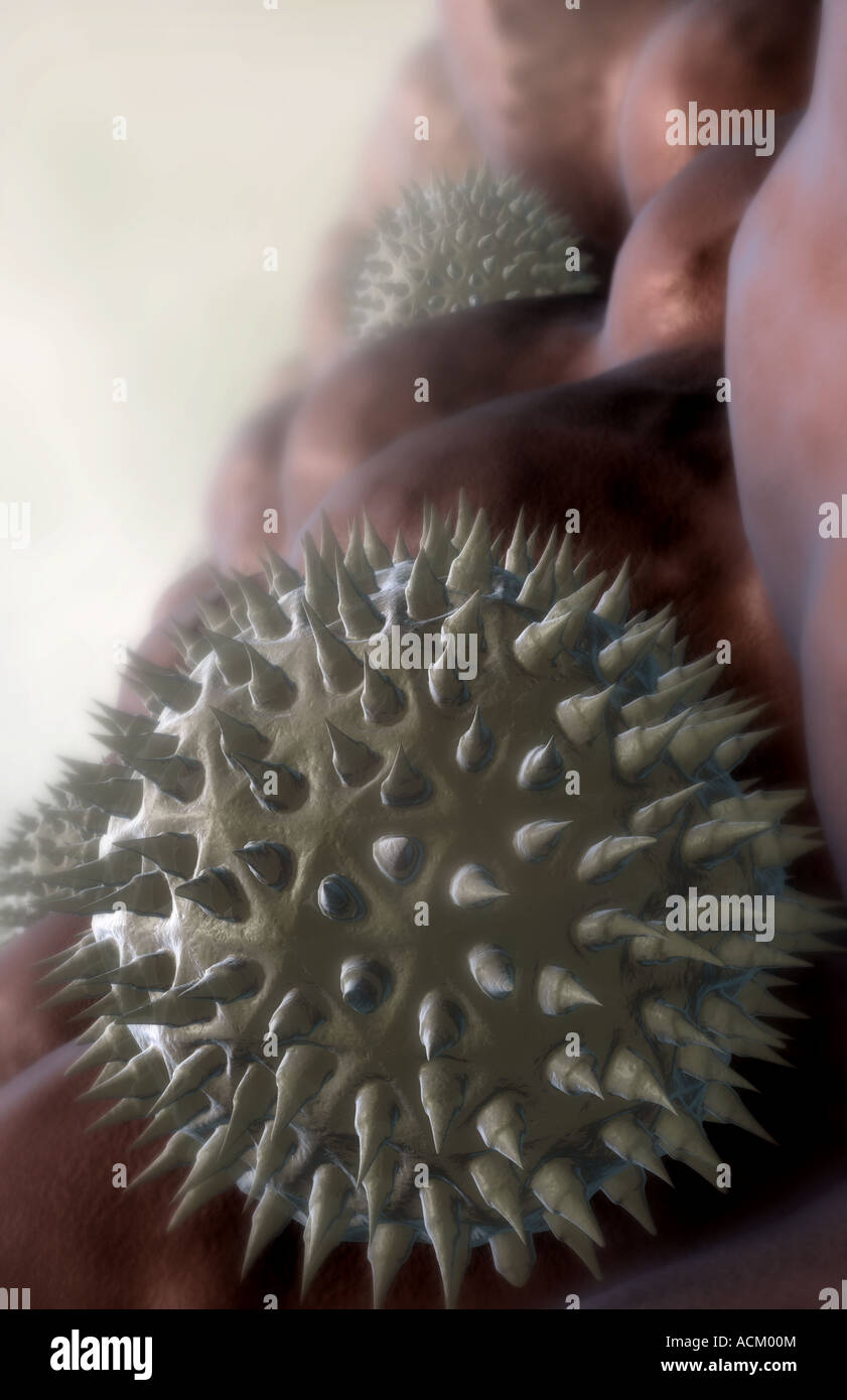Pollen Stock Photo