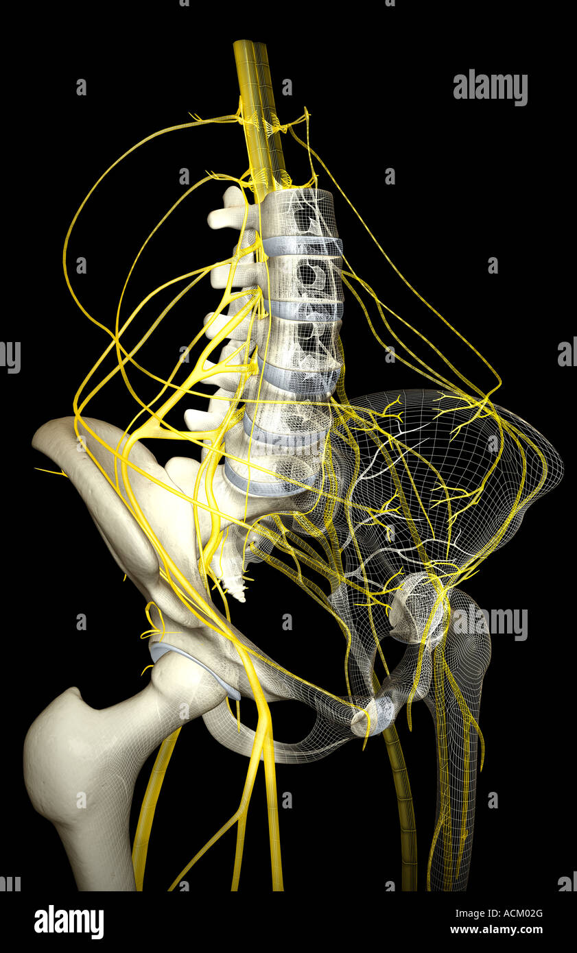 Nerve supply of the pelvis Stock Photo