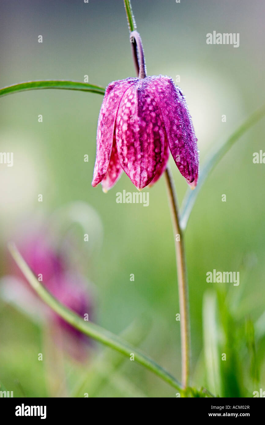 Fritillaria meleagris. Snakes head fritillary wildflowers in the English countryside. North Meadow, Cricklade, England Stock Photo