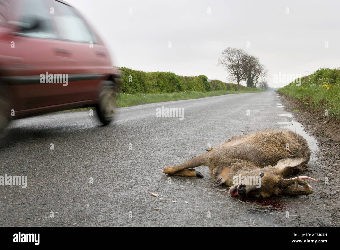 Speed kills. Dead Roe deer on the road after being hit by a vehicle with a car rushing past it. Oxfordshire, England Stock Photo