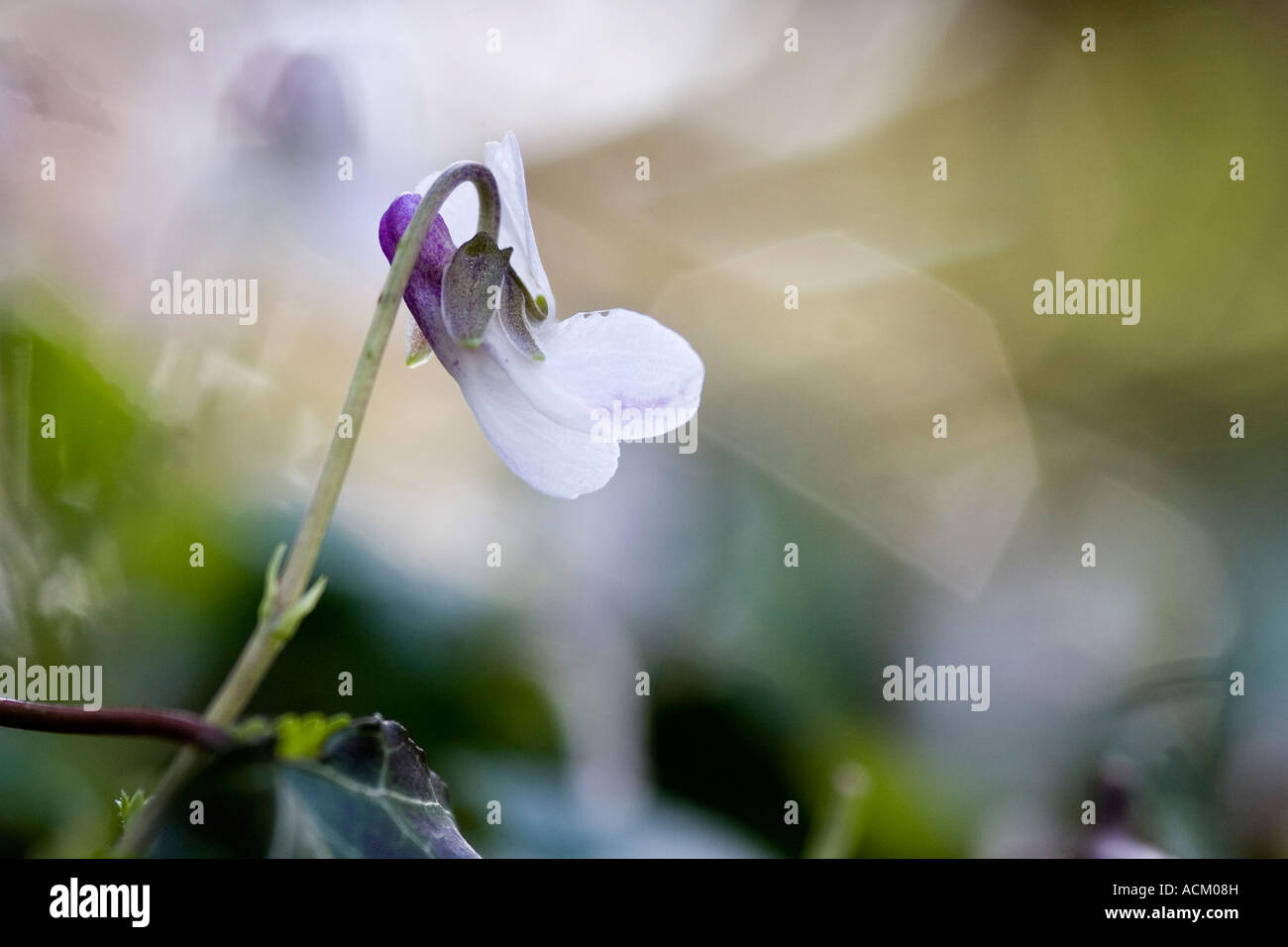 Viola odorata. Sweet violet in an English woodland Stock Photo