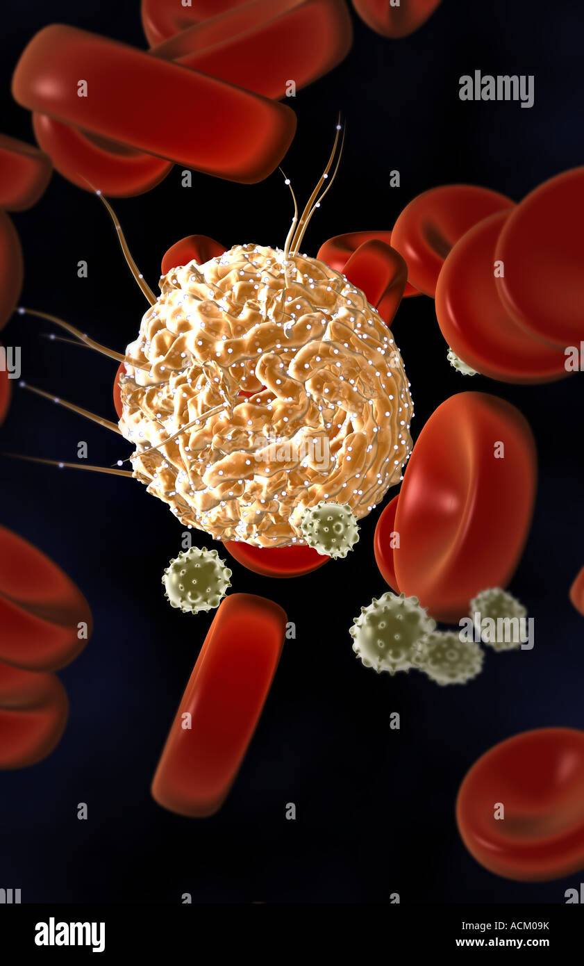 Hematopoietic stem cells hi-res stock photography and images - Alamy