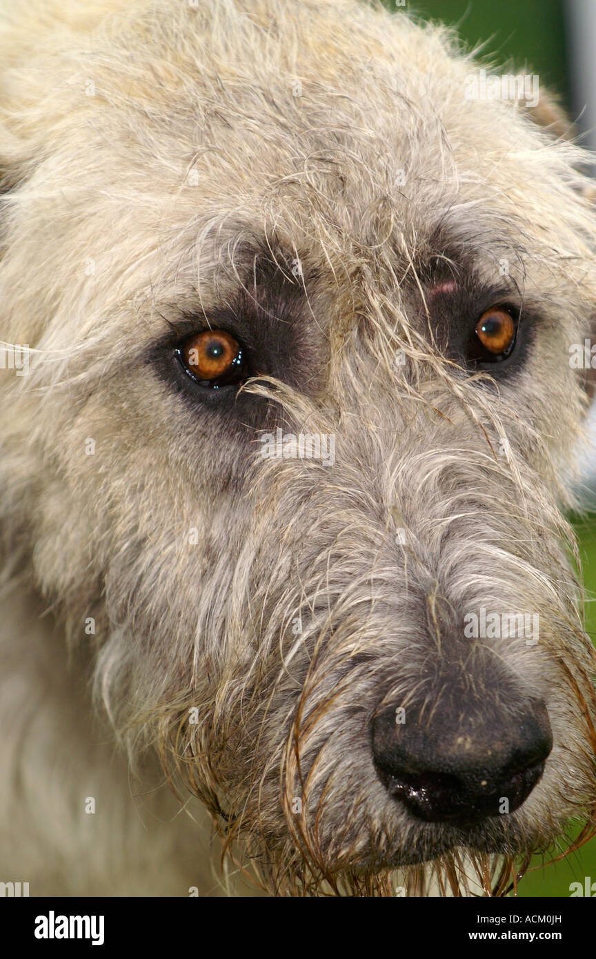 International exhibition of dog breed in Banska Bystrica, Slovakia, dog portrait Stock Photo
