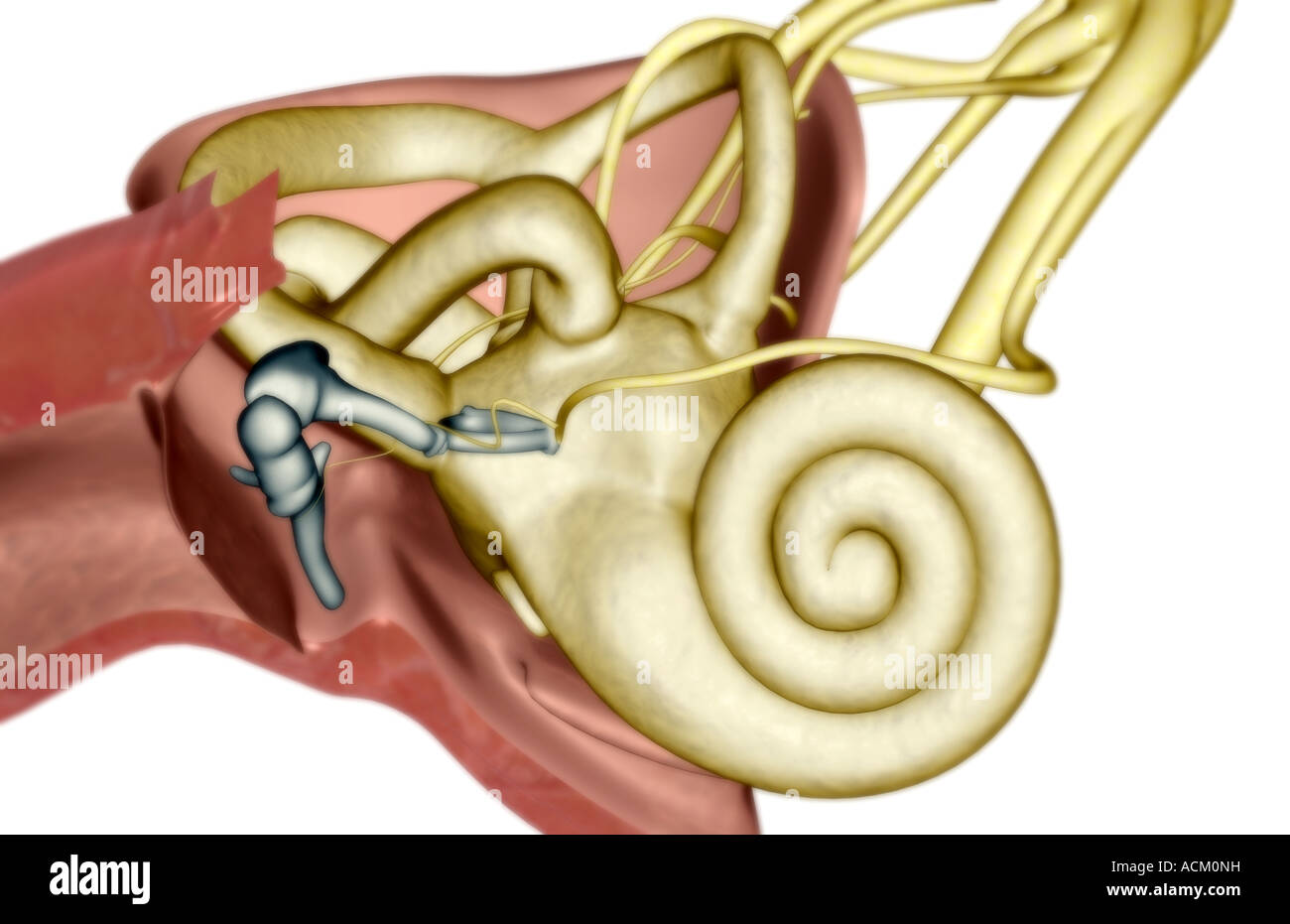 Ampullae High Resolution Stock Photography and Images Alamy