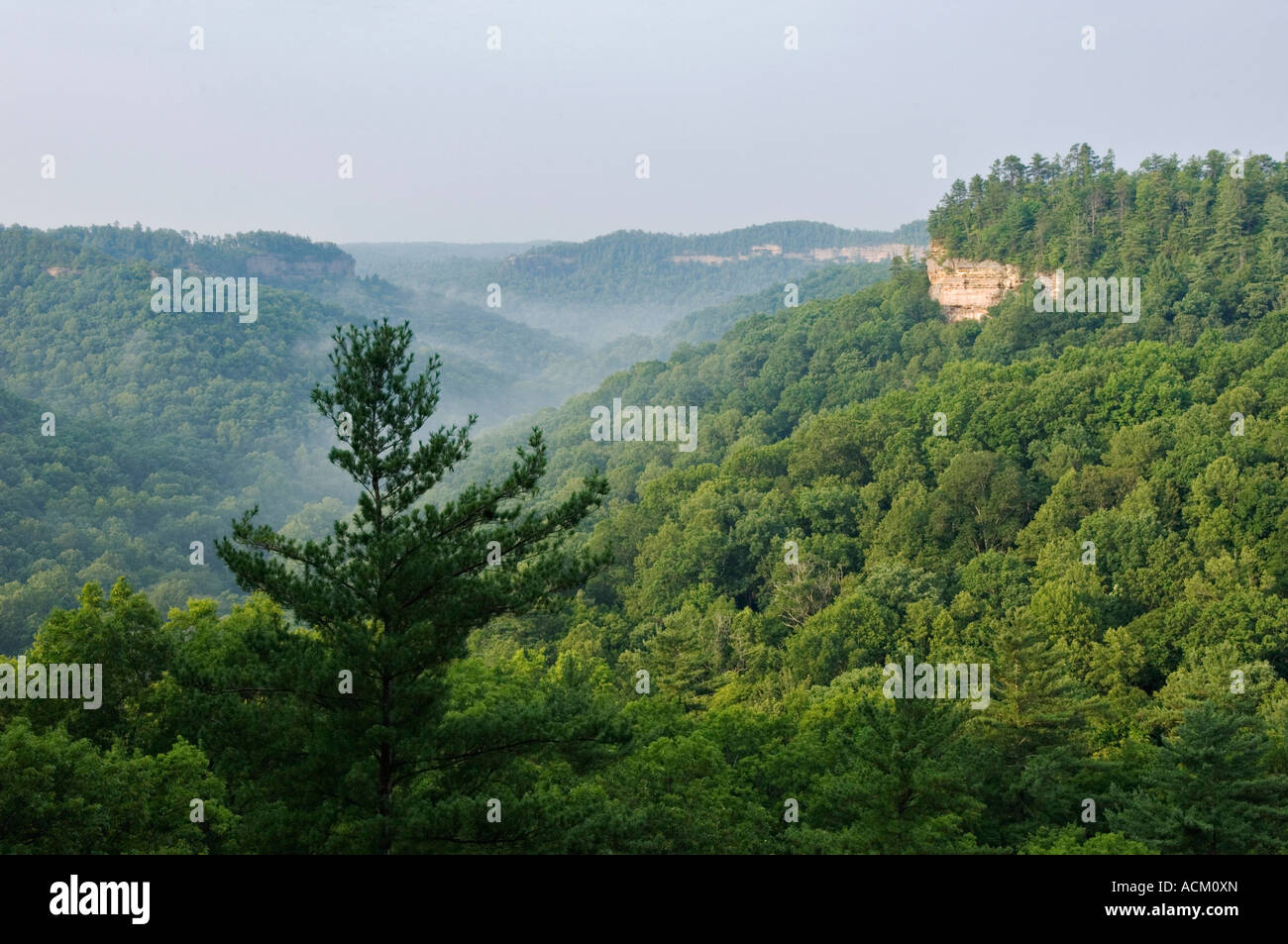 View of Forested Wilderness Area from Cloud Splitter Red River Gorge Geological Area Kentucky Stock Photo