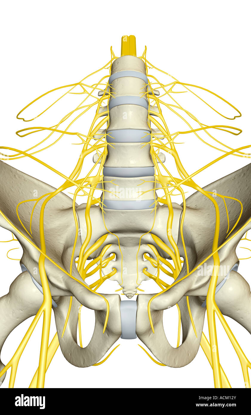 Nerve supply of the pelvis Stock Photo