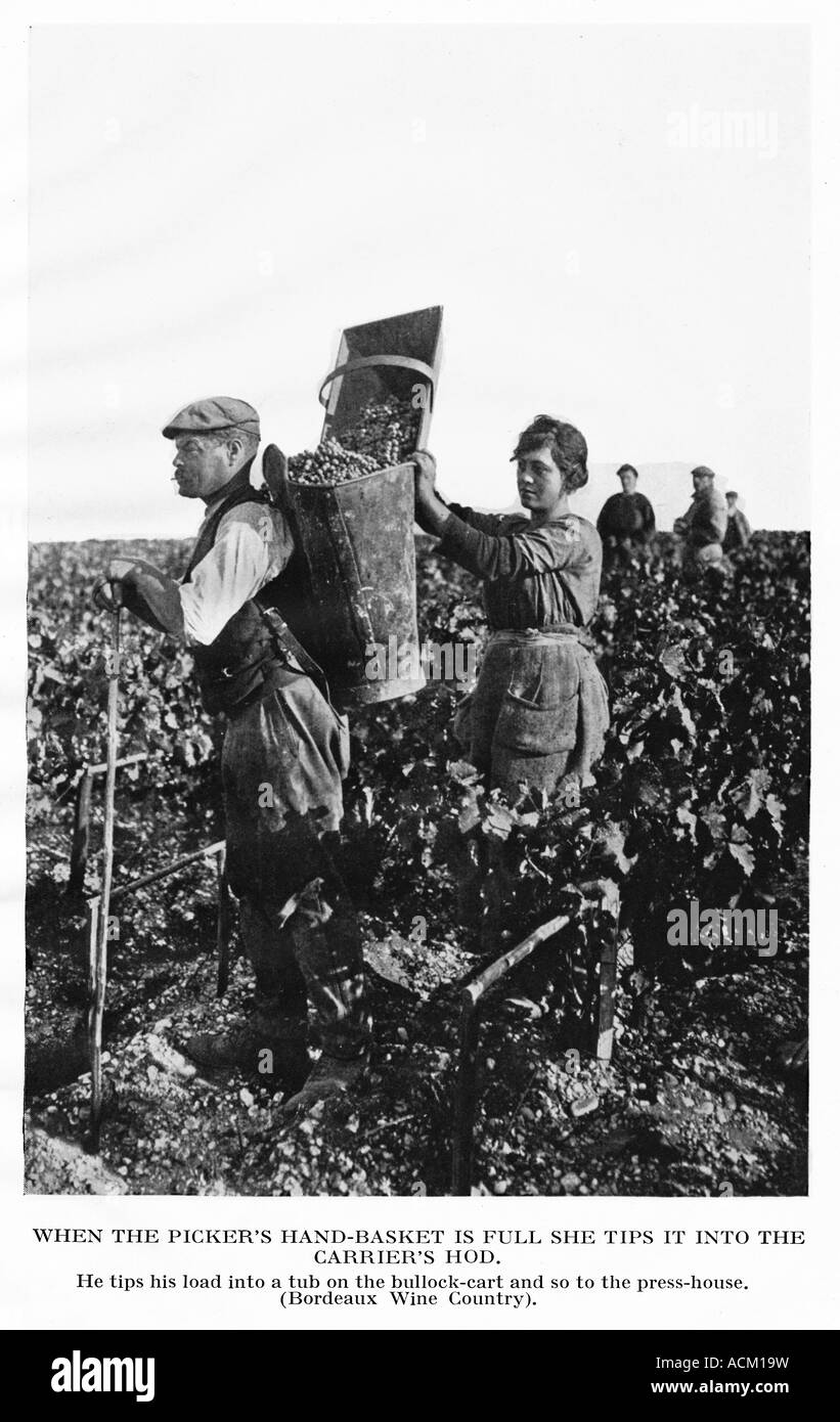 Gathering Grapes Burgundy When the pickers hand basket is full she tips it into the carriers hod Stock Photo