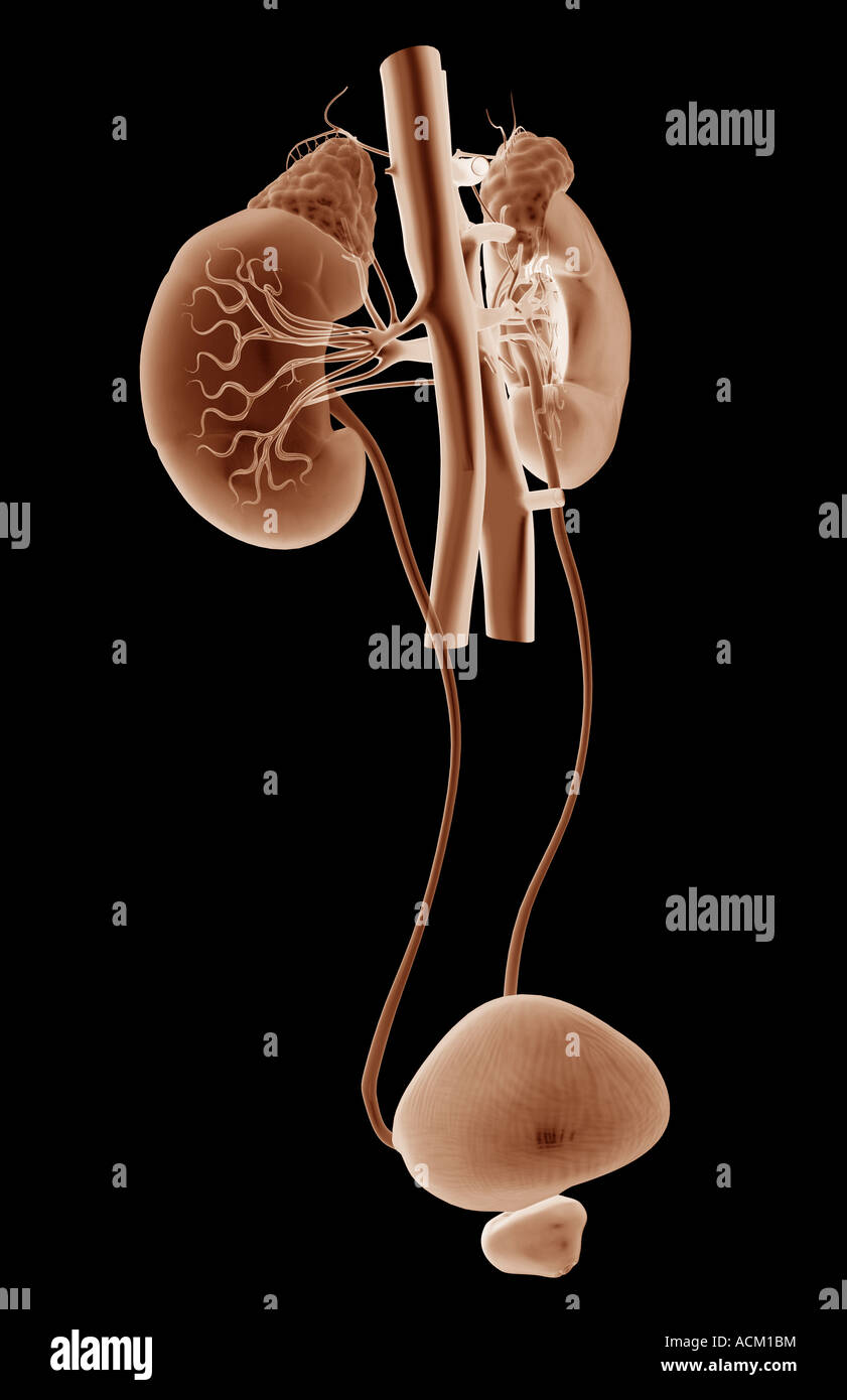 Blood supply of the kidneys Stock Photo Alamy