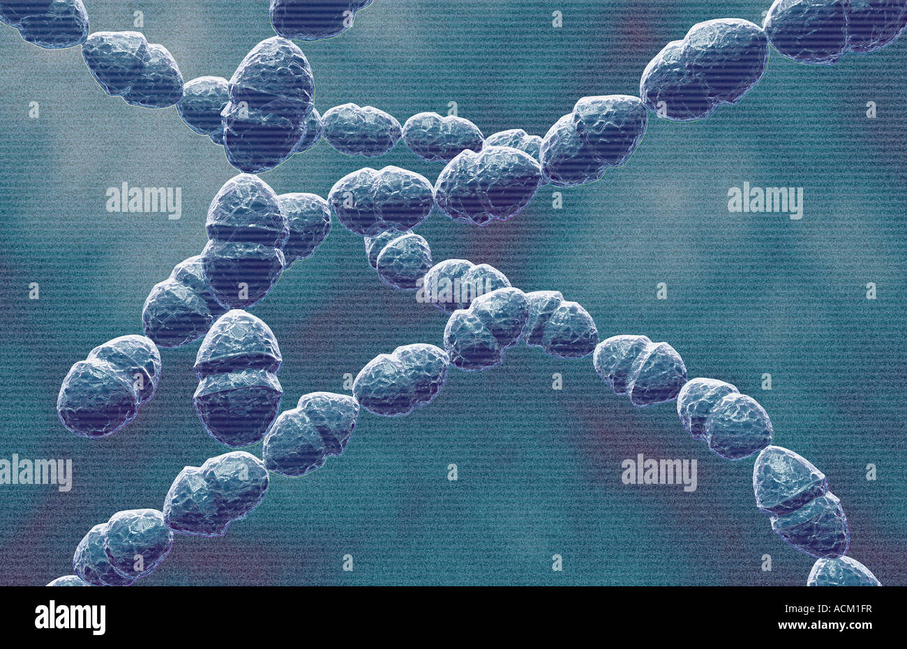 Streptococcus mutans bacteria hires stock photography and images Alamy