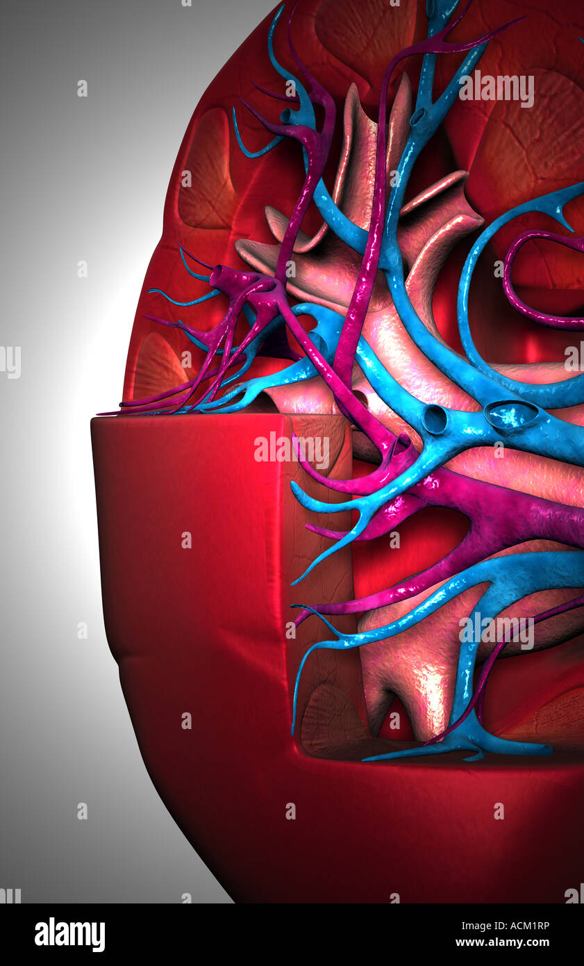 Blood supply of the kidneys Stock Photo Alamy