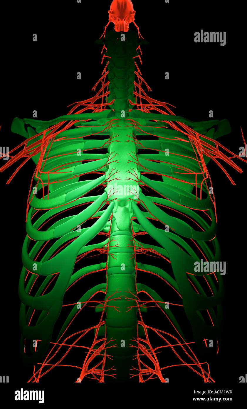 Nerves of the upper body Stock Photo