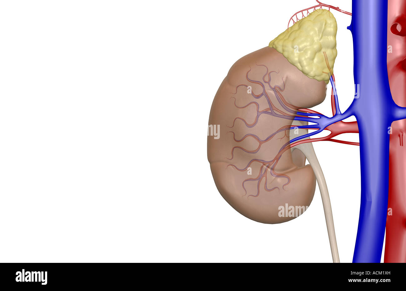 Blood supply of the kidneys Stock Photo Alamy