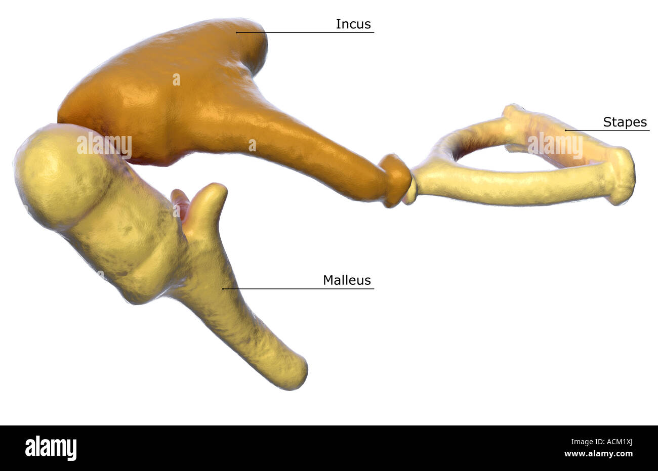 Hammer, Anvil & Stirrup by otoscopy. Bones of the middle ear