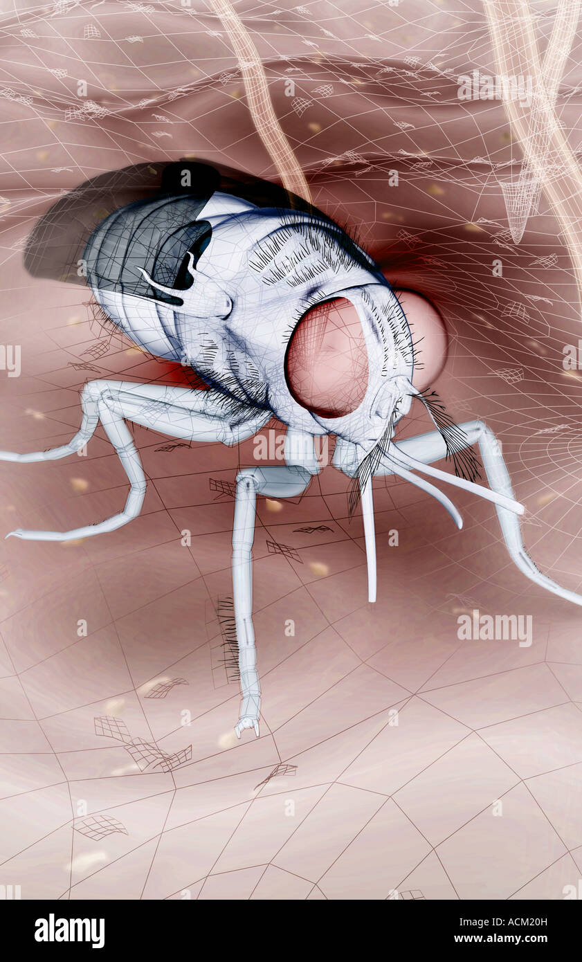 Tseste Fly Target Tsetse fly skin hi-res stock photography and images - Alamy