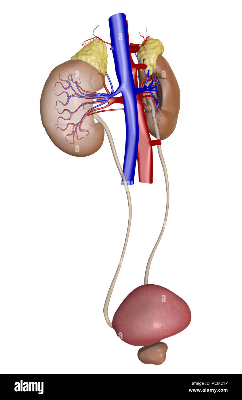 Blood supply of the kidneys Stock Photo Alamy