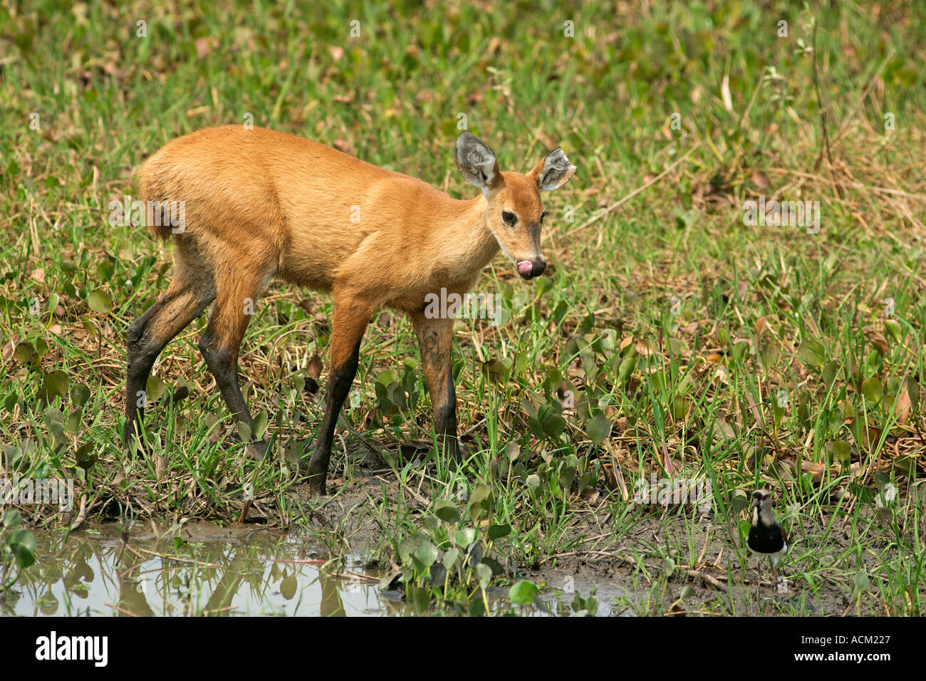 MARSH DEER Blastocerus dichotomus Stock Photo Alamy