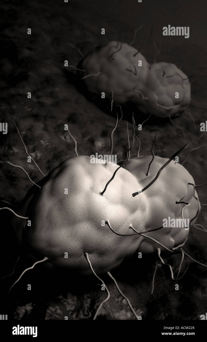 Gram negative diplococci hi-res stock photography and images - Alamy
