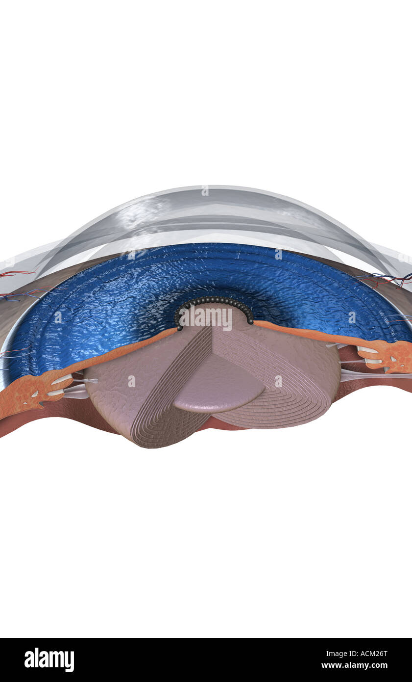 Sectional anatomy of the eye Stock Photo