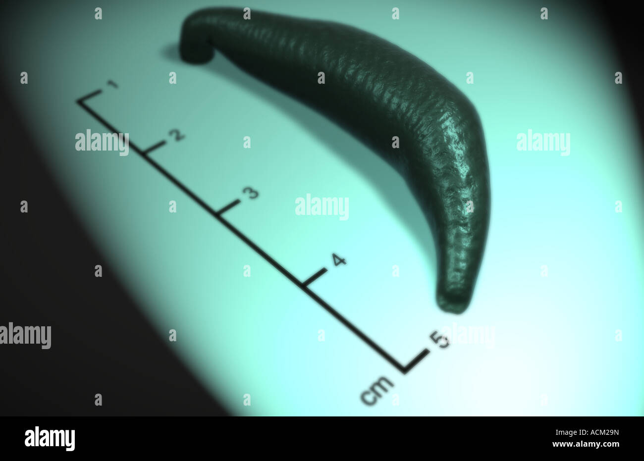 Haemophagic leeches hires stock photography and images Alamy