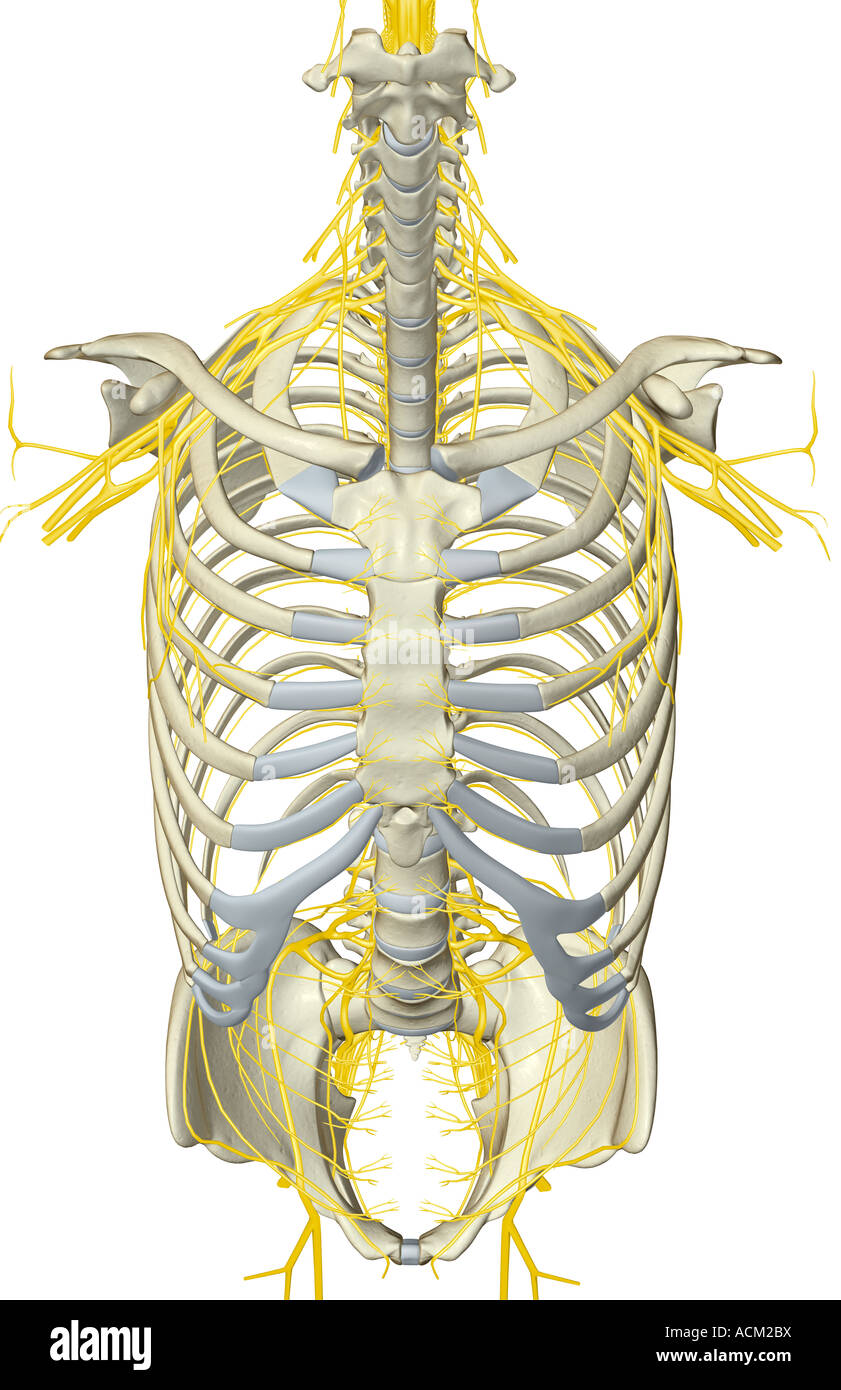 Nerves of the upper body Stock Photo