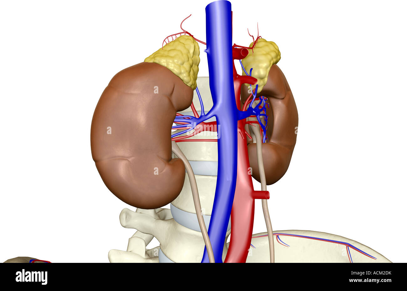 Blood supply of the kidneys Stock Photo Alamy