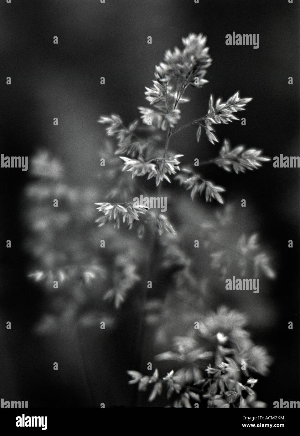 Grass in Black and White Stock Photo - Alamy
