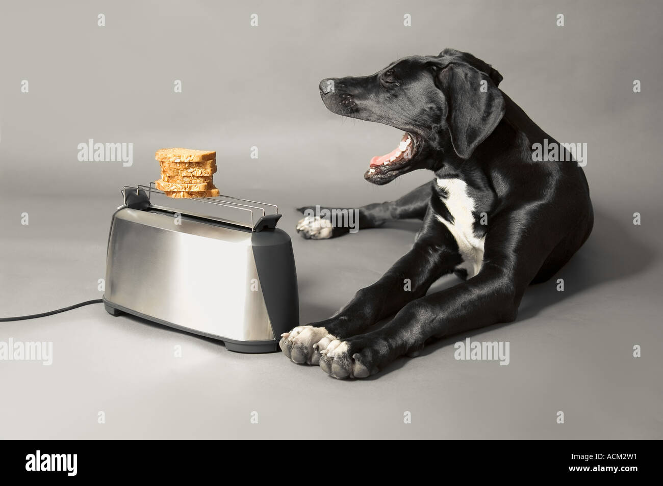 Dog toaster clearance