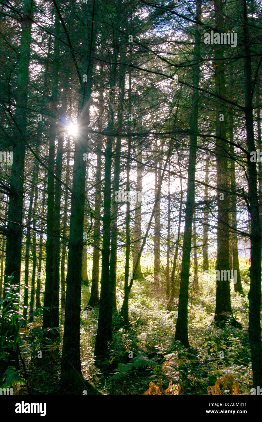 sunlight shining through silhouette trees near Derwent Water England
